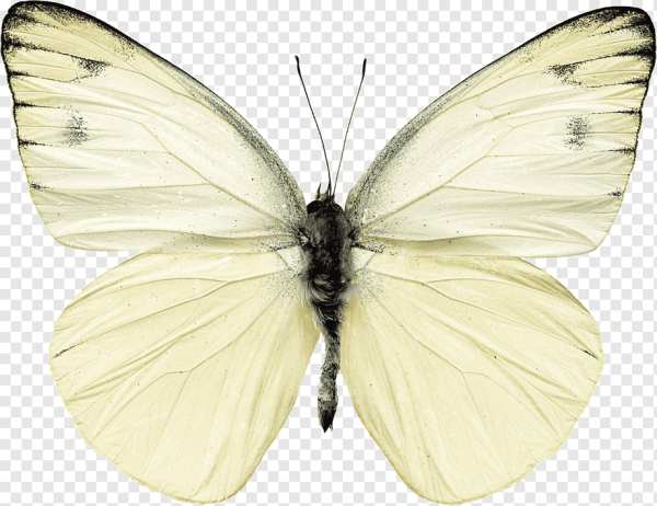 Белая бабочка