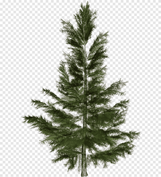 Елка дерево