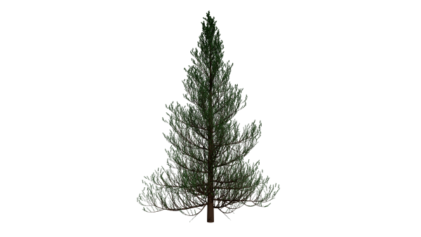 Ель без фона