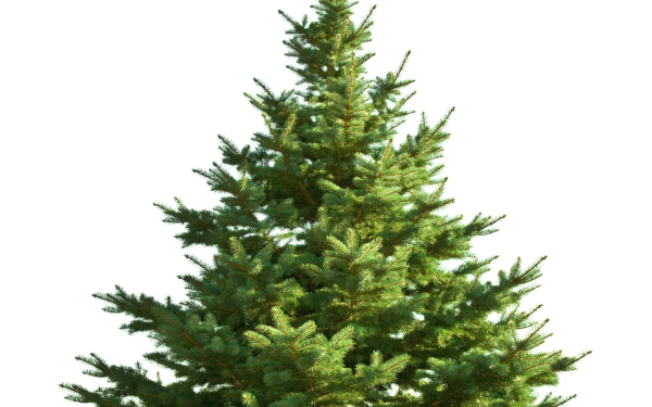 Ель на белом фоне