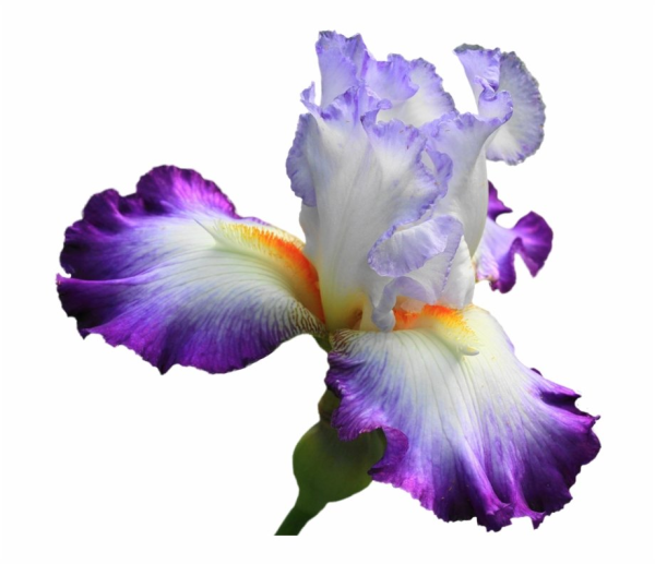 Ирис на белом фоне