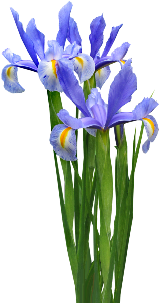 Ирис луковичный голубой цветок