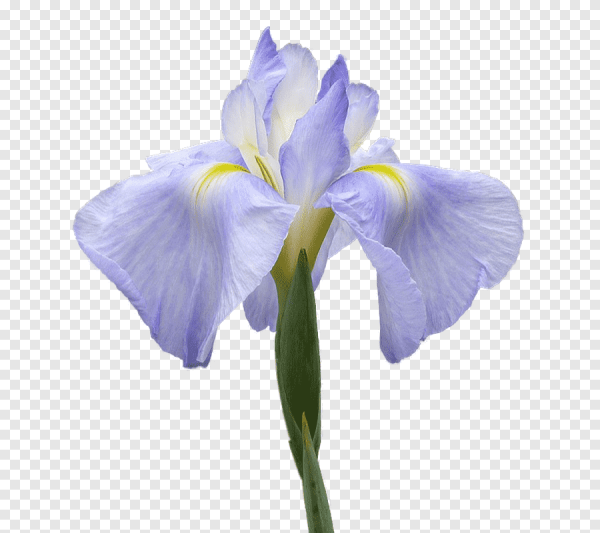 Ирис сиреневато голубой