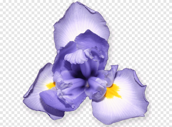 Цветок ириса