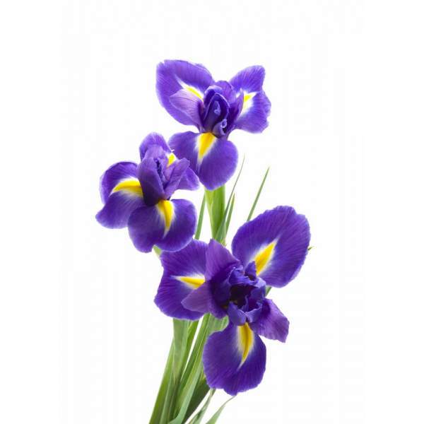 Ирис (Iris pallida)