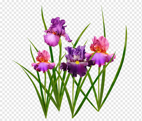 Ирис Сибирский на клумбе