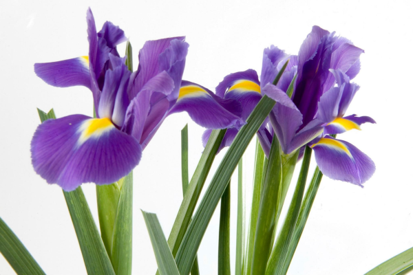 Ирис узколистный