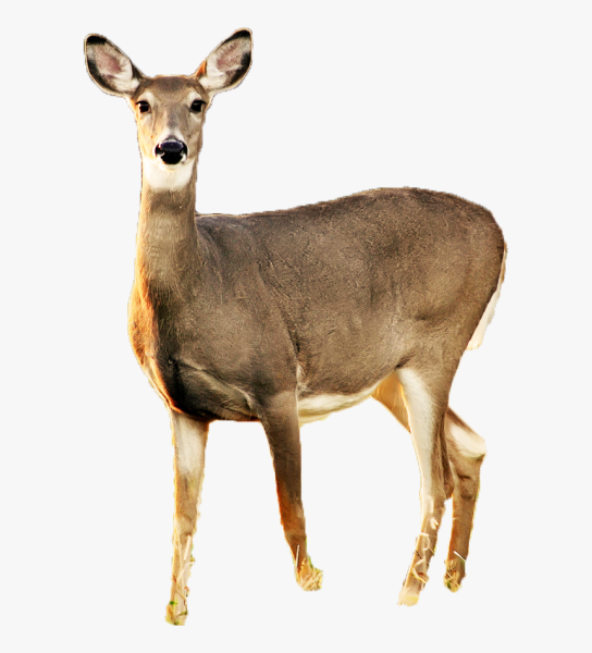 Лань косуля кабарга