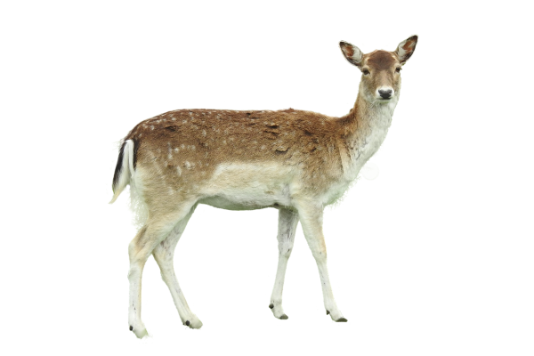 Косуля на белом фоне