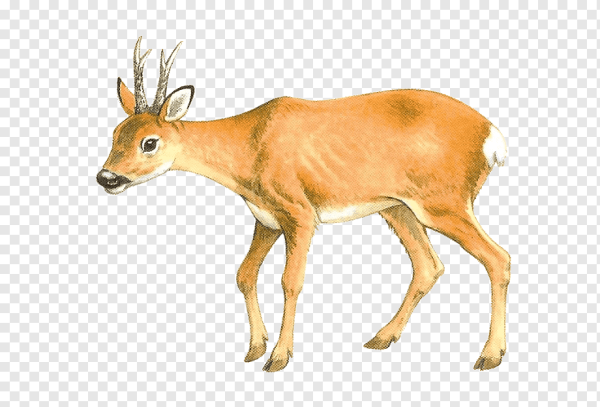 Косуля для детей