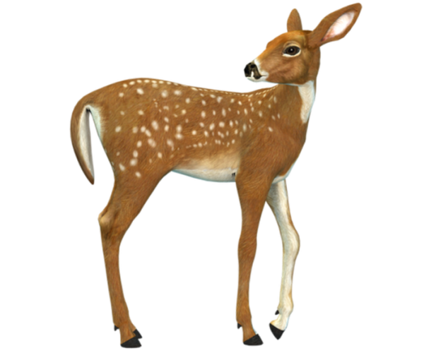 Олененок на белом фоне