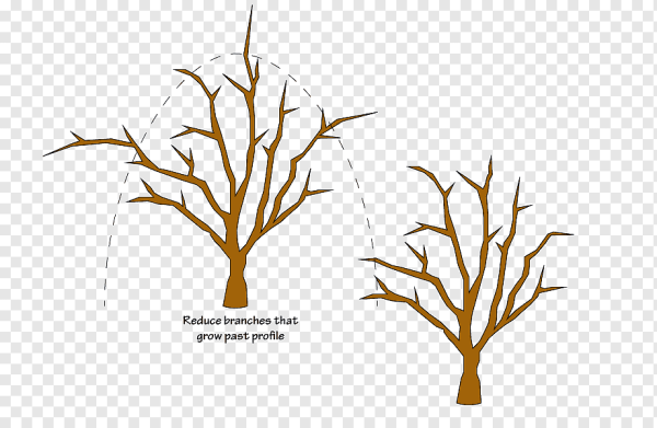 Обрезка деревьев на белом фоне
