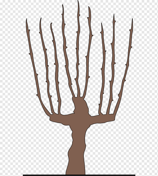 Изображение PNG обрезки