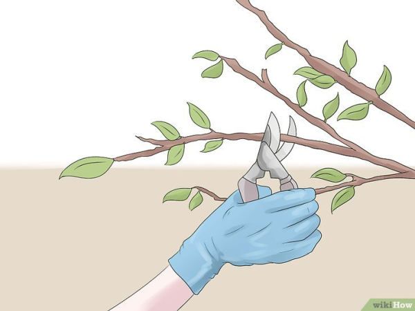 Срезанная ветка секатором