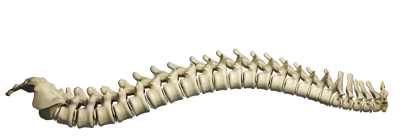 Позвоночник