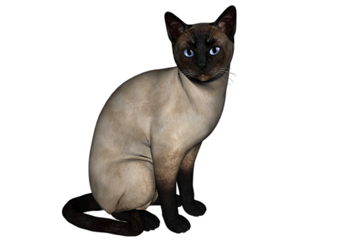 Сиамская кошка сидит