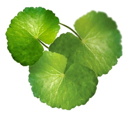 Центелла азиатская Centella Asiatica