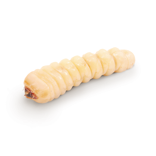 Жук расшивы Scolytinae