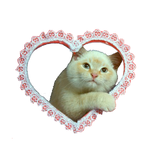 Котятки Стикеры