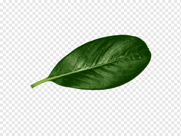 Листья лимона