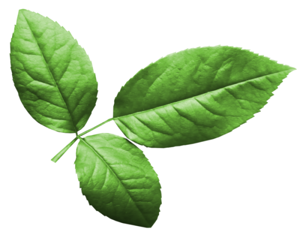 Апельсины с листом