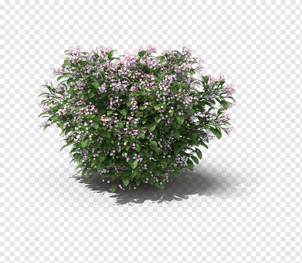 Спирея Широбана Криспа