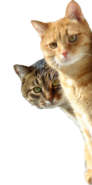 Кот выглядывает без фона