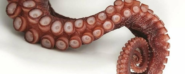 Щупальца осьминога осьминог
