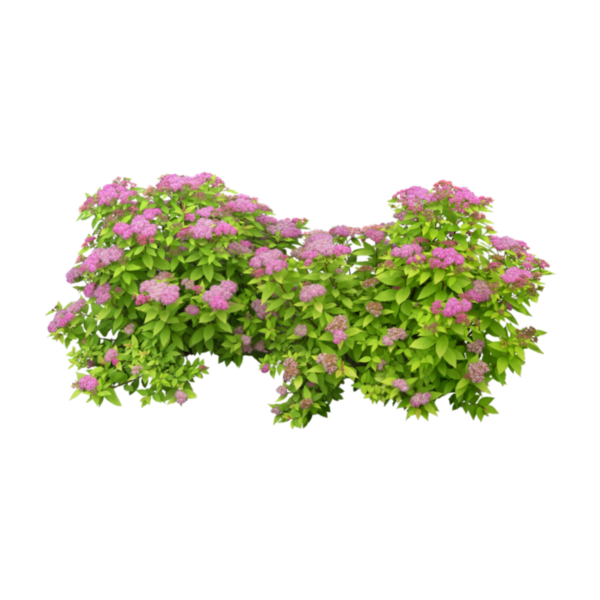 Кустарник японская спирея