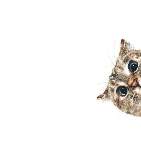 Кот из за угла