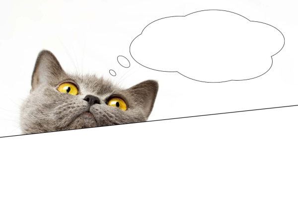 Котик выглядывает