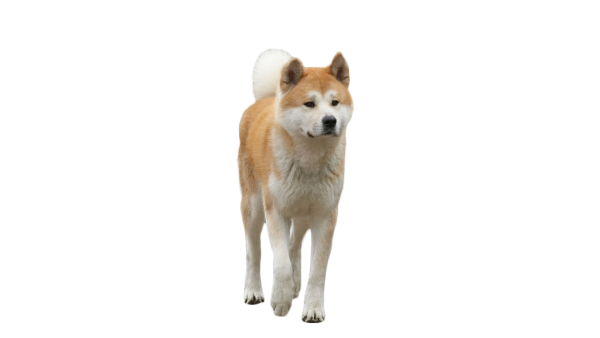 Собака Акита Хатико