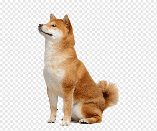 Сиба ину