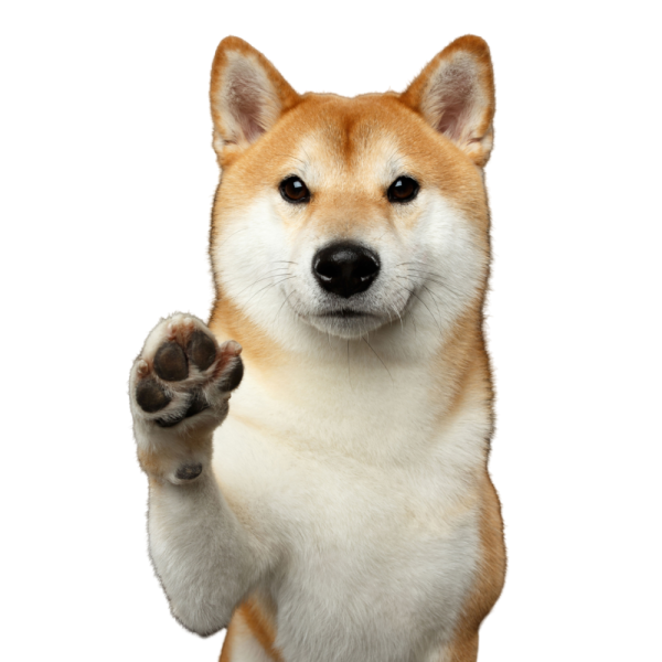 Сиба ину
