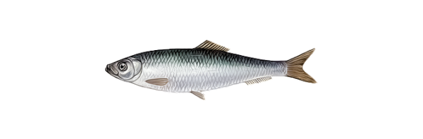 Шпрот Европейский (Sprattus Sprattus)