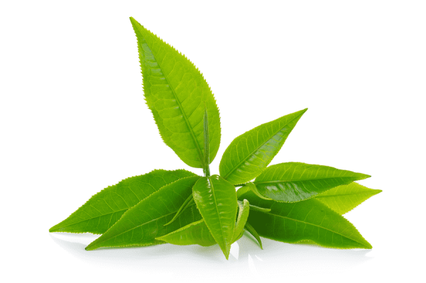 Экстракт зеленого чая (Сamellia sinensis)