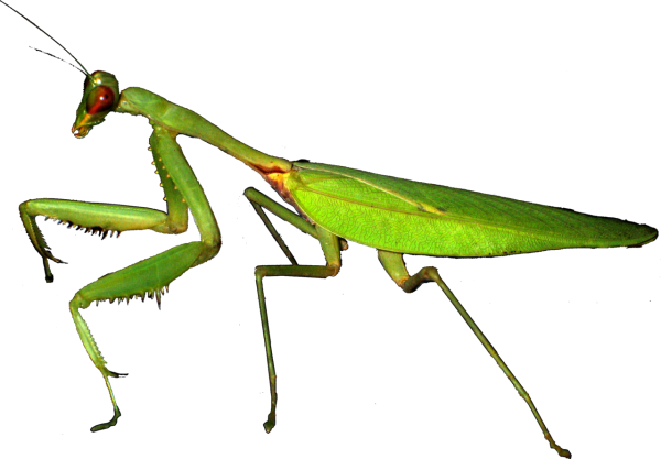 Богомол обыкновенный (Mantis religiosa)