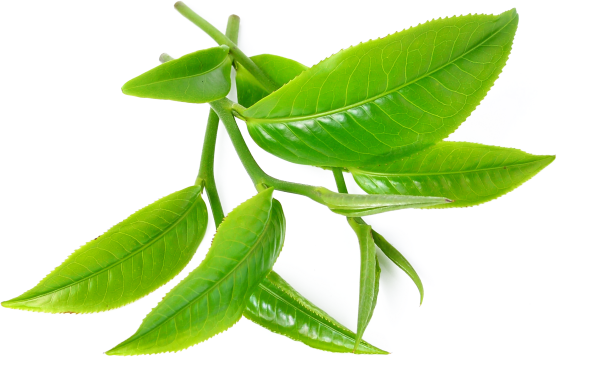 Camellia sinensis Leaf extract