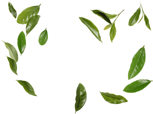 Листочки чая