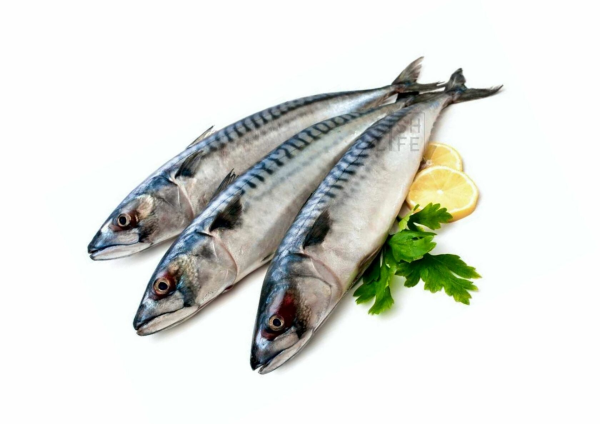 Скумбрия атлантическая свежемороженая
