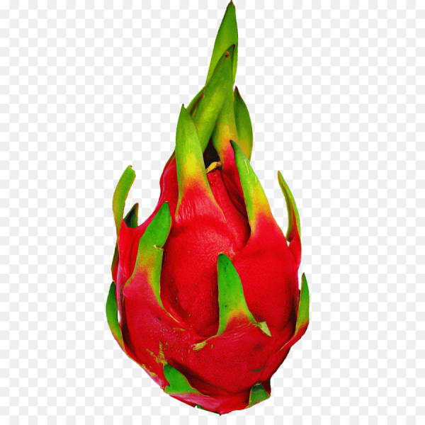 Питахайя белая