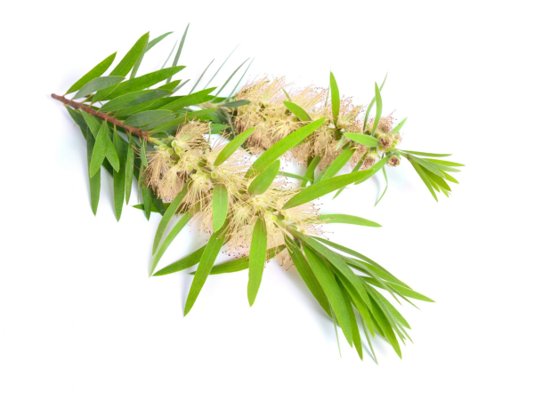 Melaleuca alternifolia
