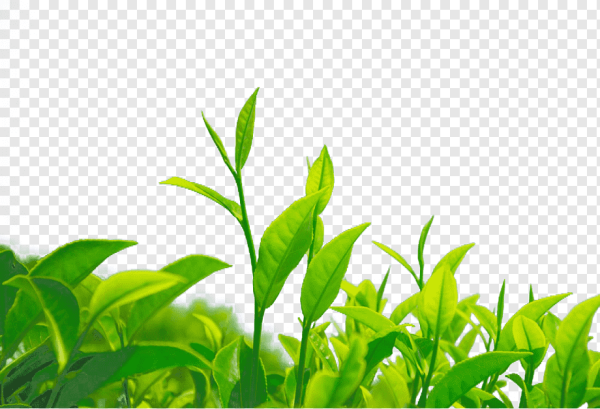 Листья чая