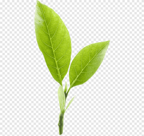 Camellia sinensis Leaf