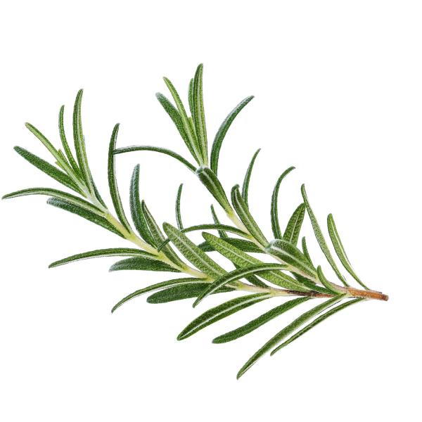 Rosmarinus officinalis Rosemary Leaf
