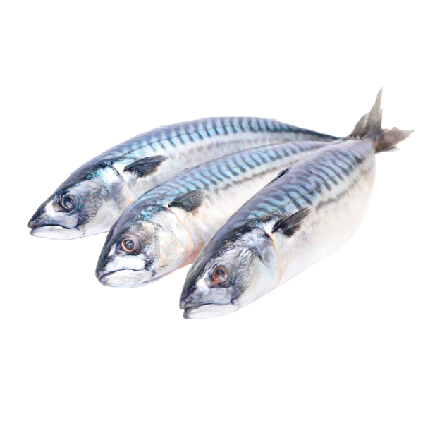 Скумбрия с/м 1кг