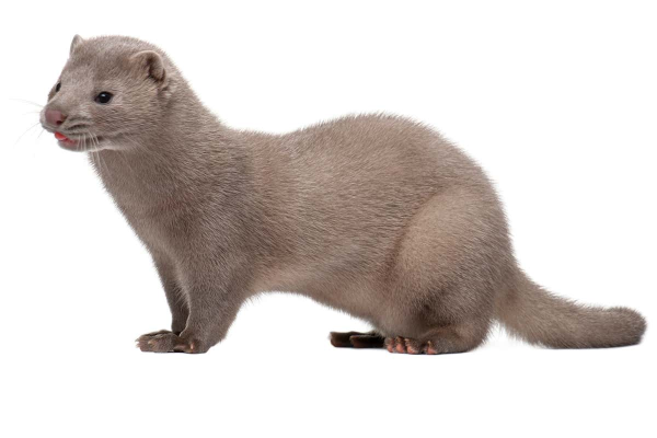 Американская норка Neovison Vison