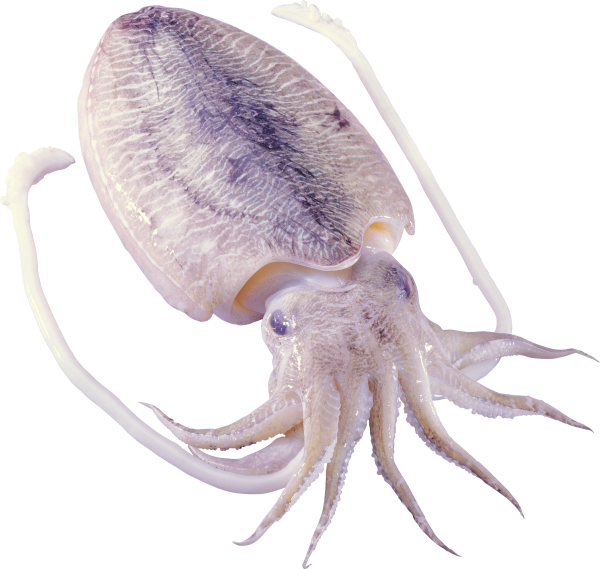 Amphioctopus fangsiao