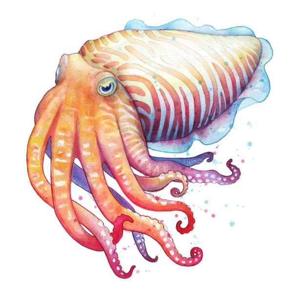 Морская каракатица