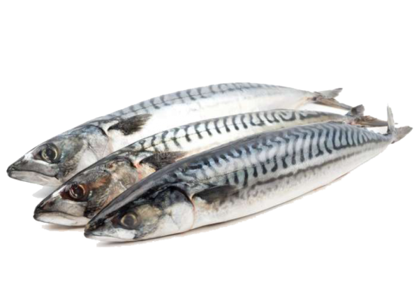Скумбрия 400-600 с/ г н/ р